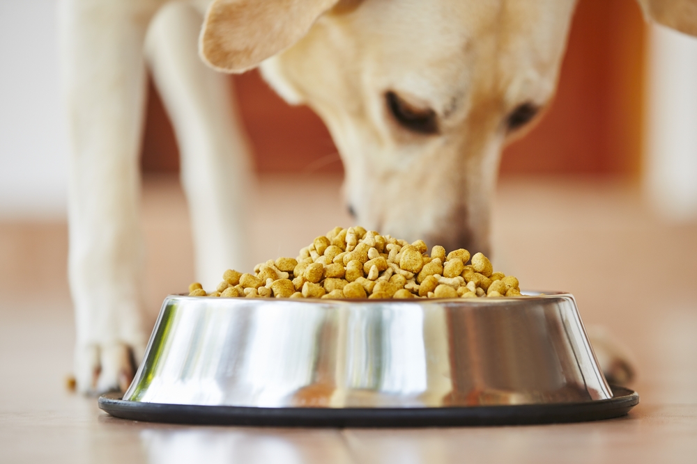 Übervoller Hundefressnapf mit Trockenfutter mit einem Labrador Retriever