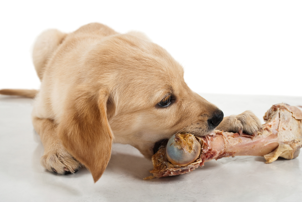 Rohes Hundefutter mit Fleisch und Knochen