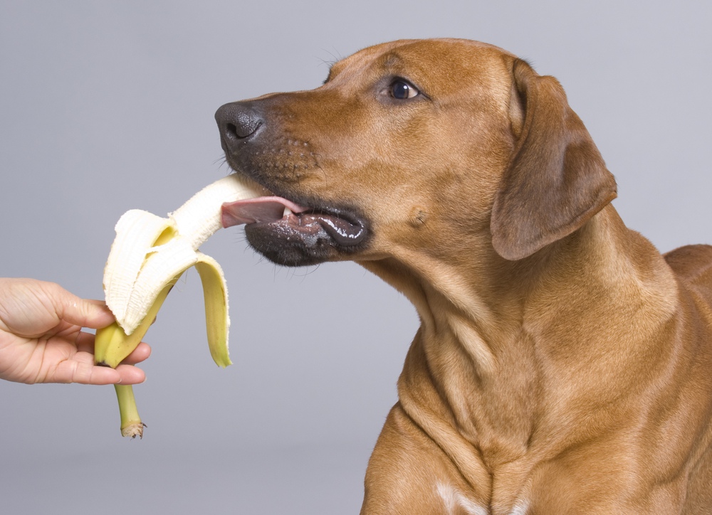 Rohes Hundefutter mit Obst